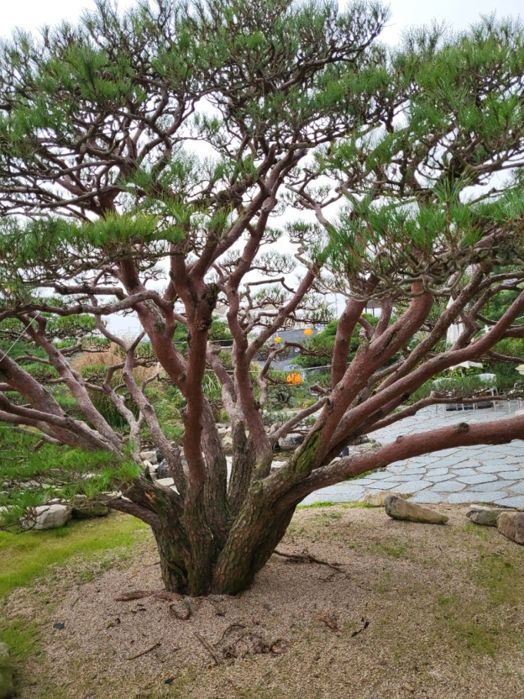 청솔조경 이미지