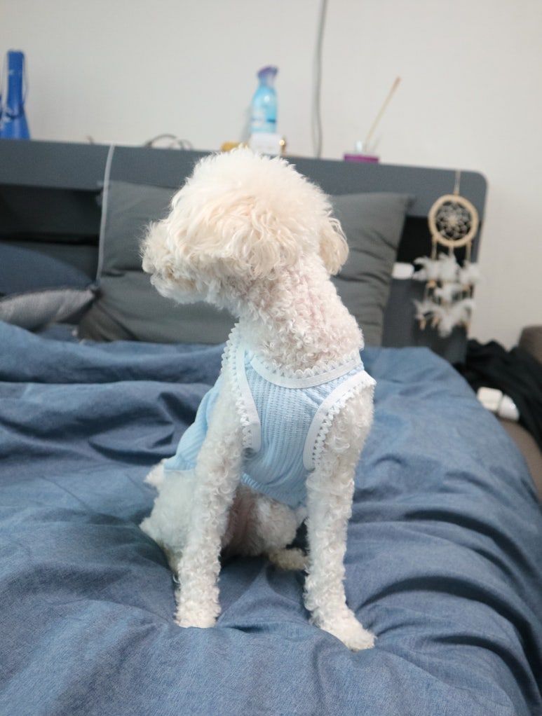 어라운드 퍼피 이미지