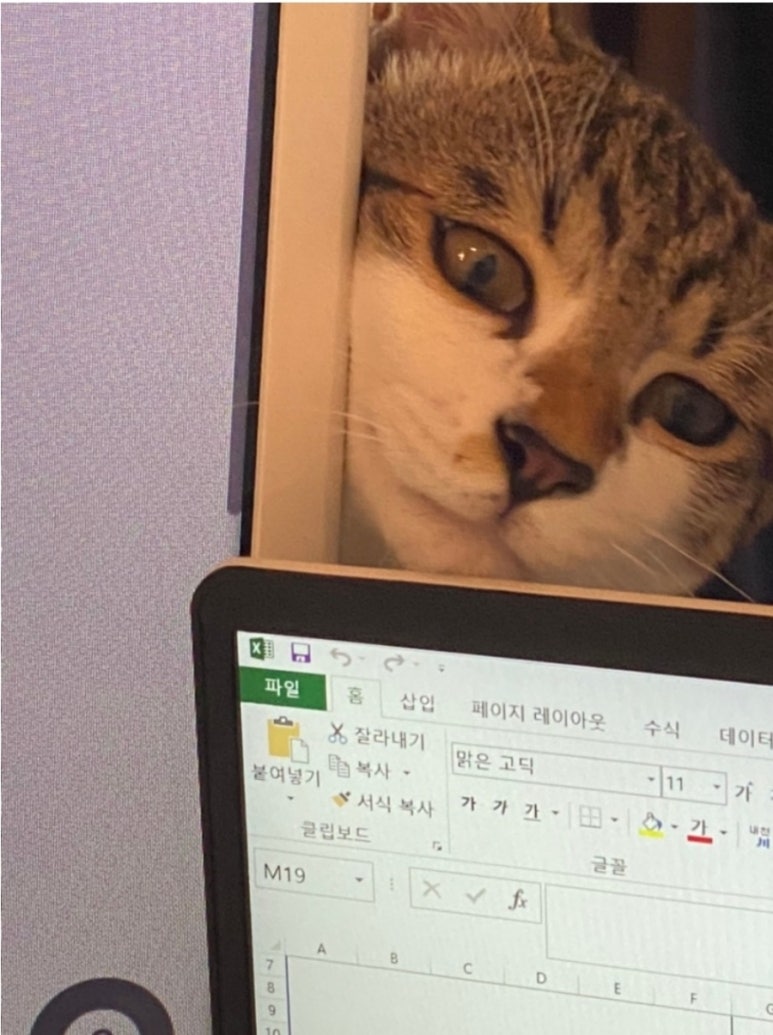 앙뚜 이미지