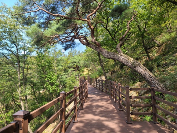 청태산 치유의 숲 이미지