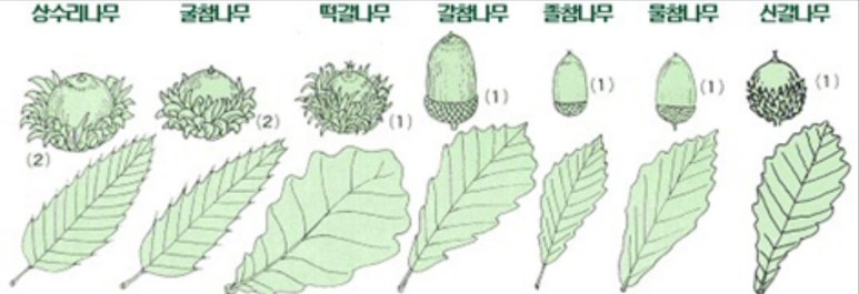 상수리나무 이미지