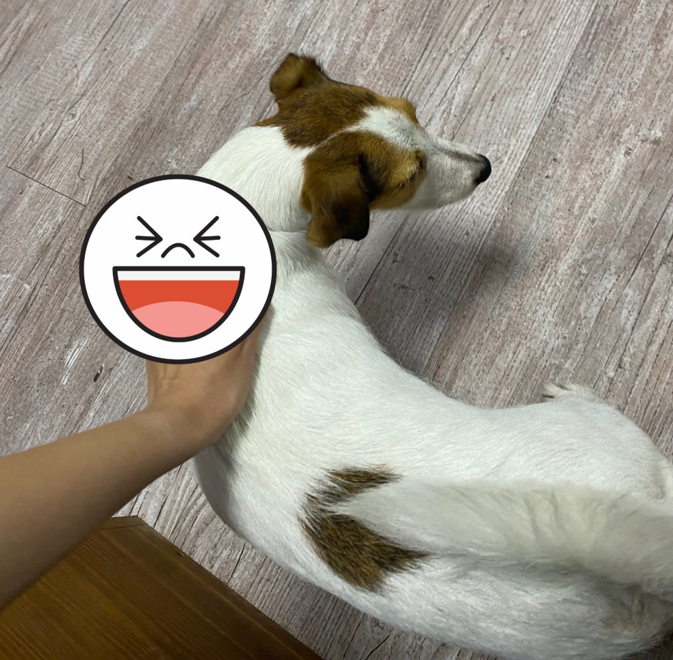 크레이지서퍼스 이미지