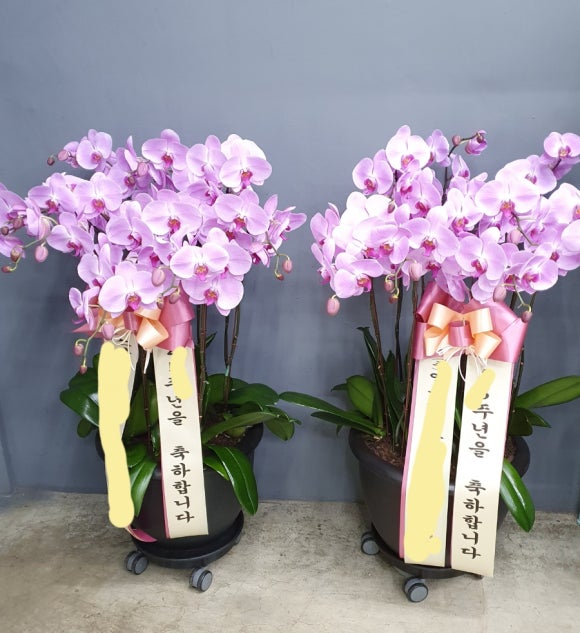 뮤리엘플레르 이미지