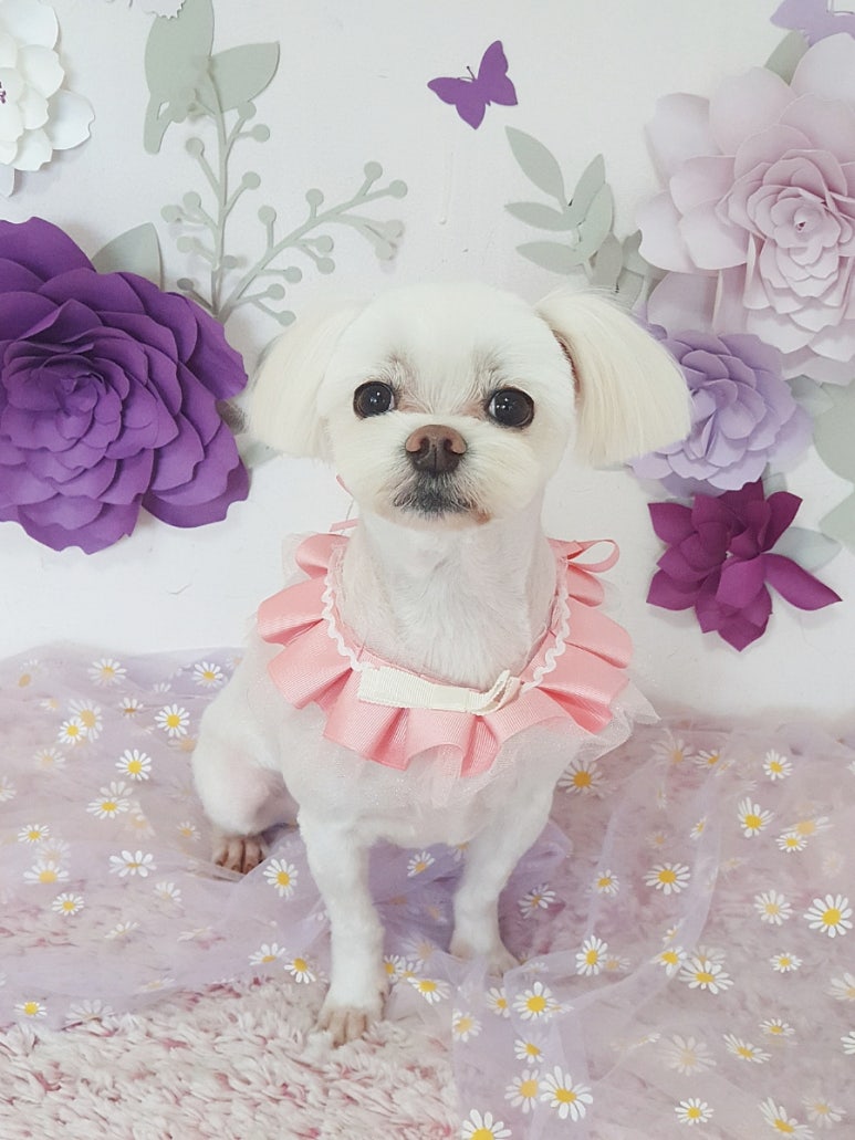 살롱애 이미지