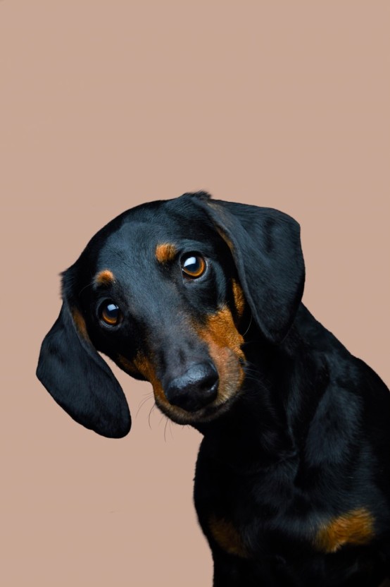 닥스훈트(DACHS HUND) 이미지