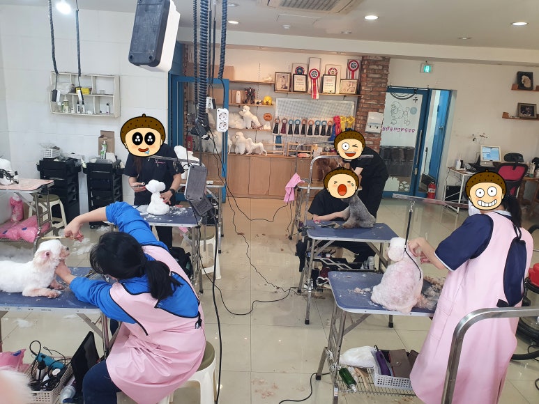 김성균애견미용학원 이미지