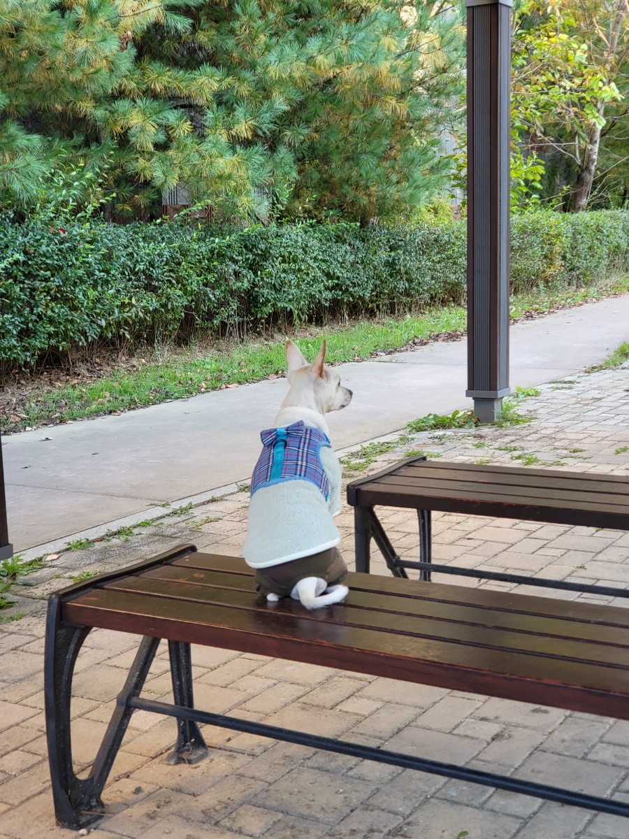 하얀이 이미지