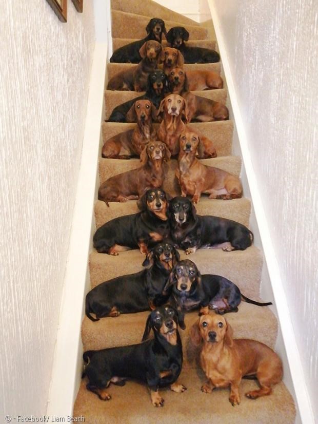 닥스훈트(DACHS HUND) 이미지