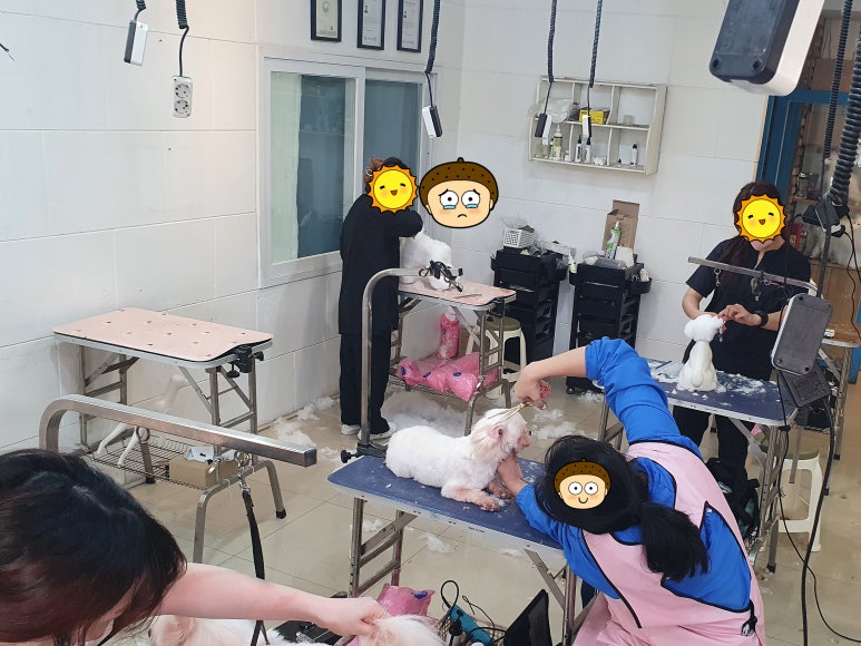김성균애견미용학원 이미지