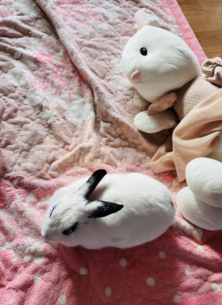 굿모닝토토 이미지