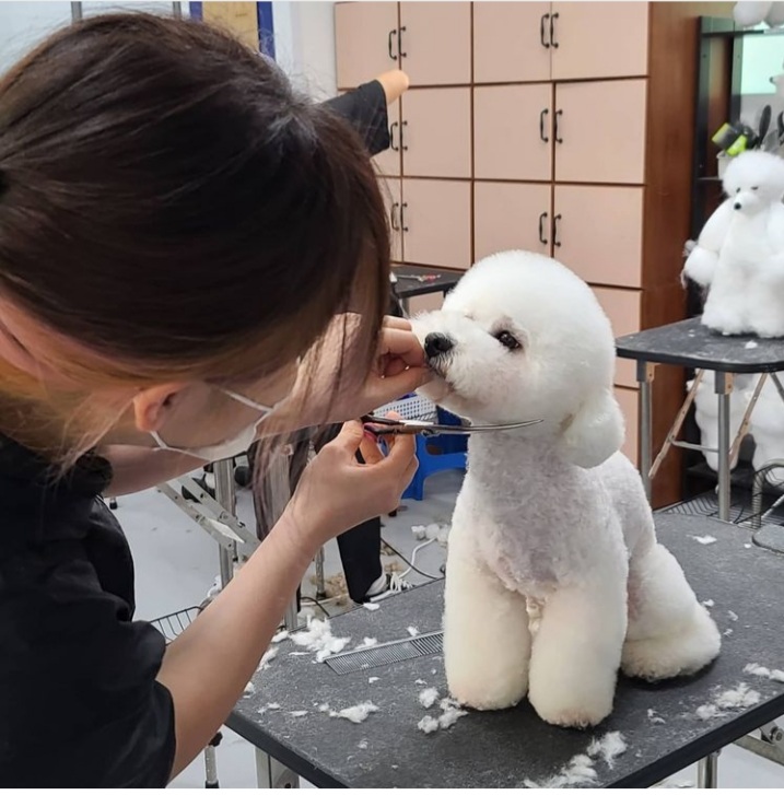 이현경애견미용학원 이미지