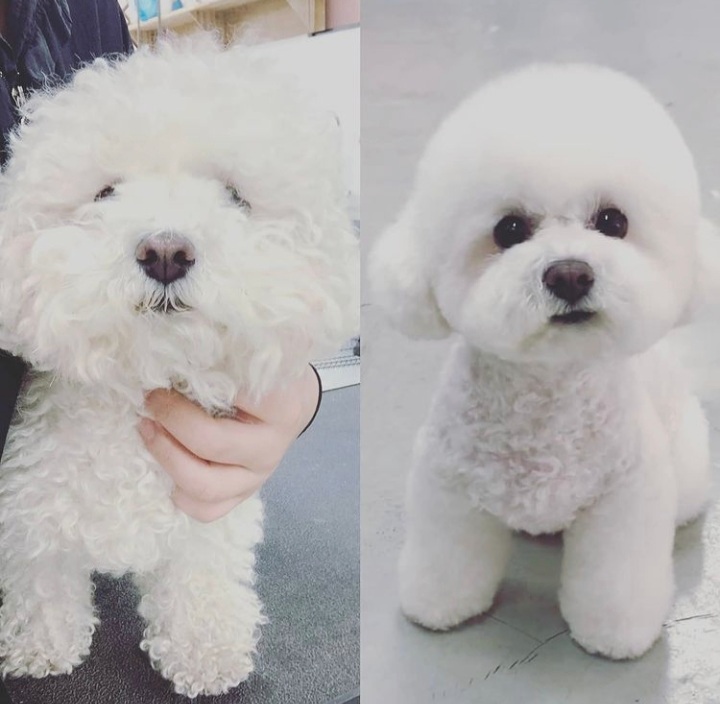 이현경애견미용학원 이미지