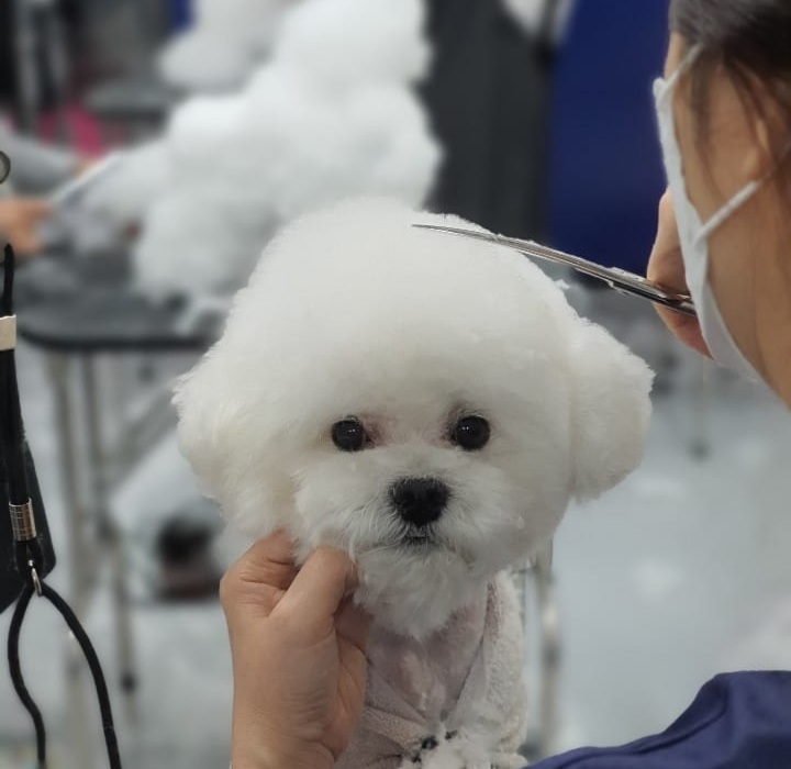 이현경애견미용학원 이미지