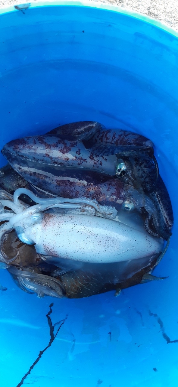 삼척바다배낚시체험 이미지