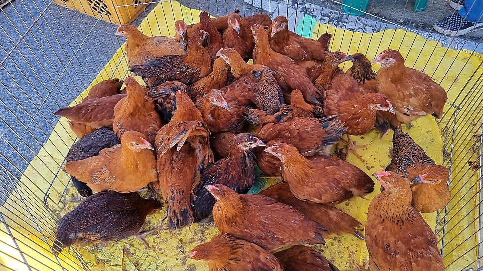 연산상회 이미지