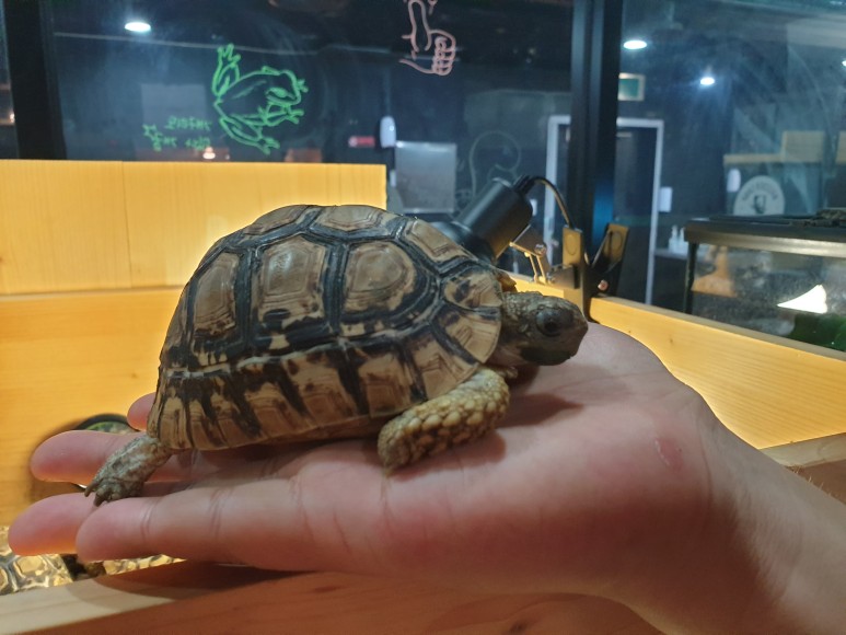 튼튼한거북이 이미지