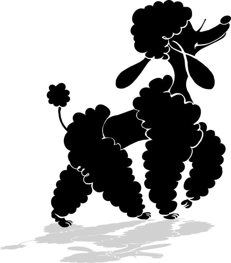 이현경애견미용학원 이미지