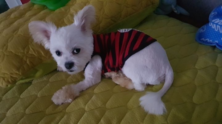 대전스카이펫 이미지