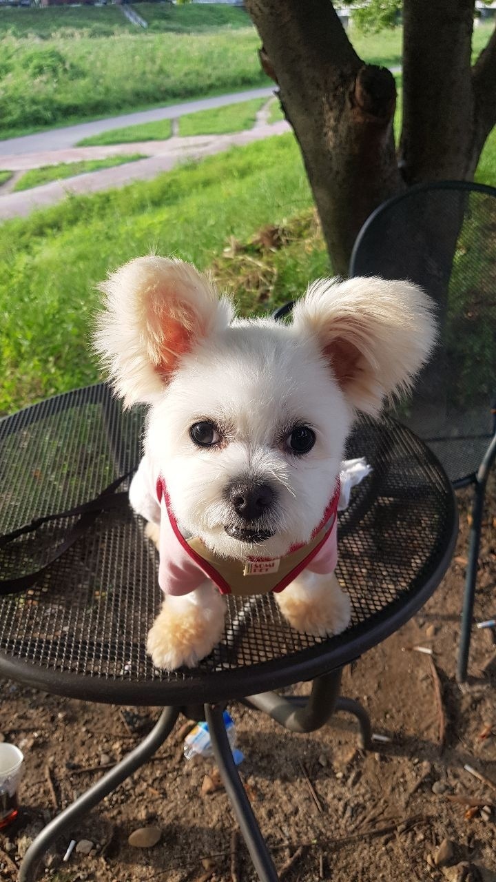 대전스카이펫 이미지