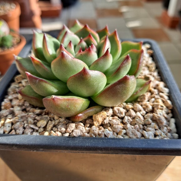 피그넷 이미지