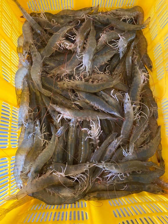 신안왕새우직판 이미지