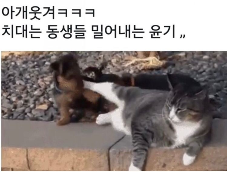 펫토피아 이미지