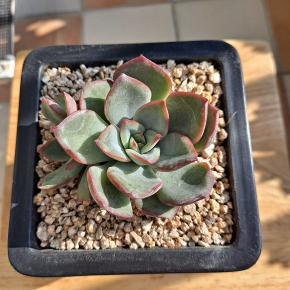 피그넷 이미지