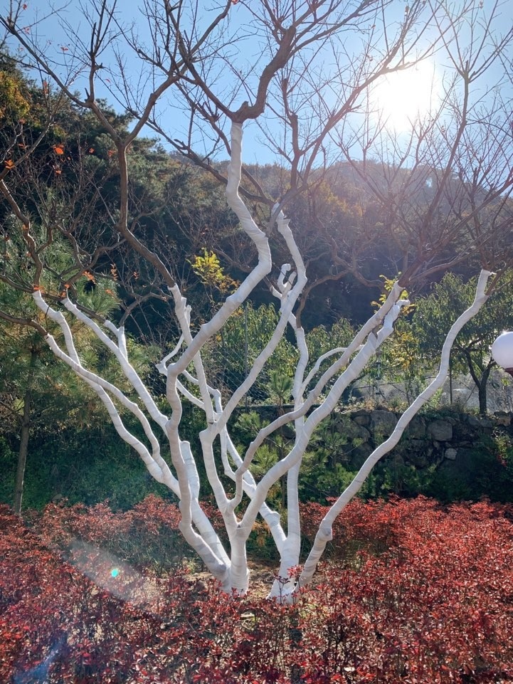 트리케어 이미지