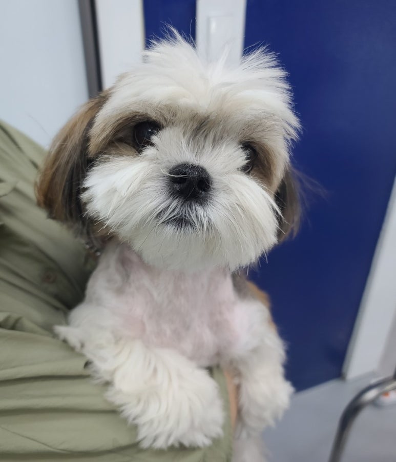 이현경애견미용학원 이미지