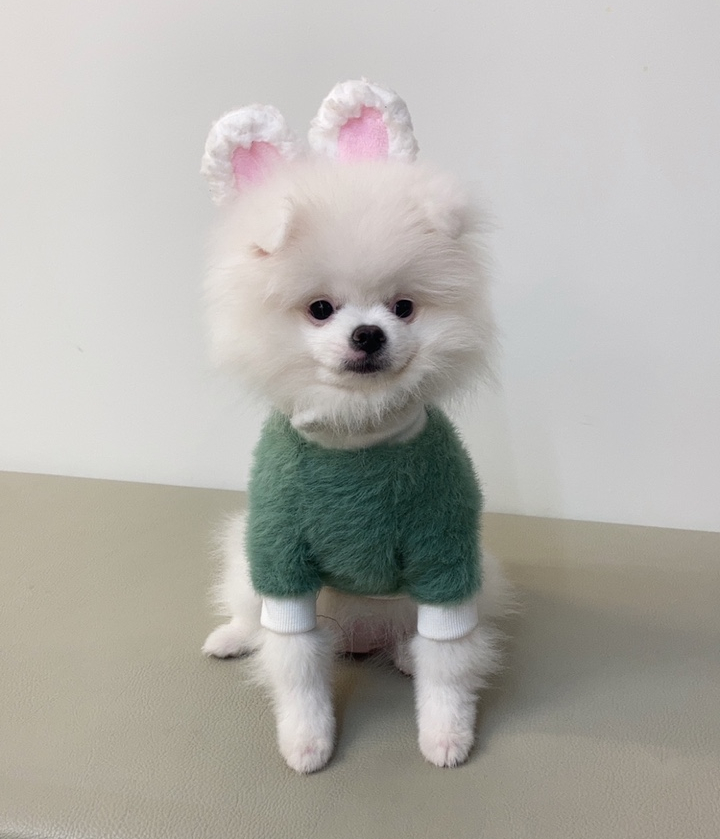 바운스독카페 이미지