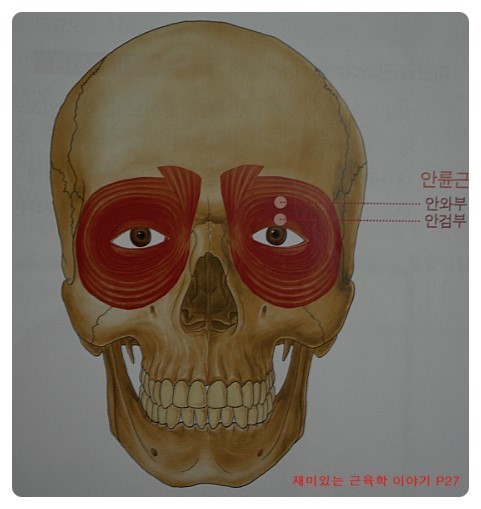 퀸스킨&바디 이미지
