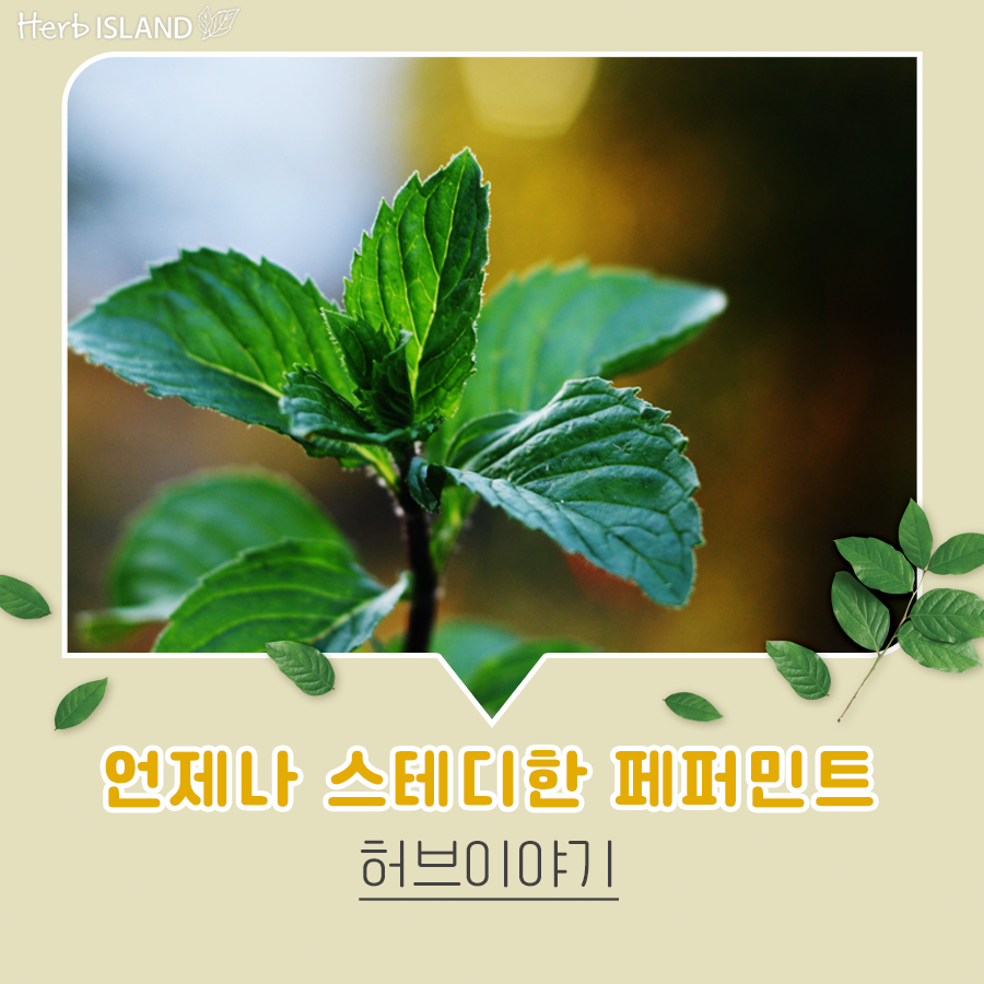 허브이야기 이미지