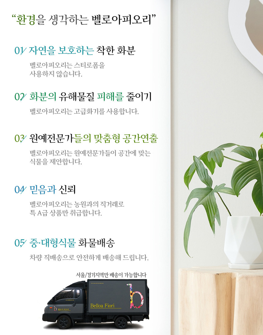 벨로아피오리 이미지