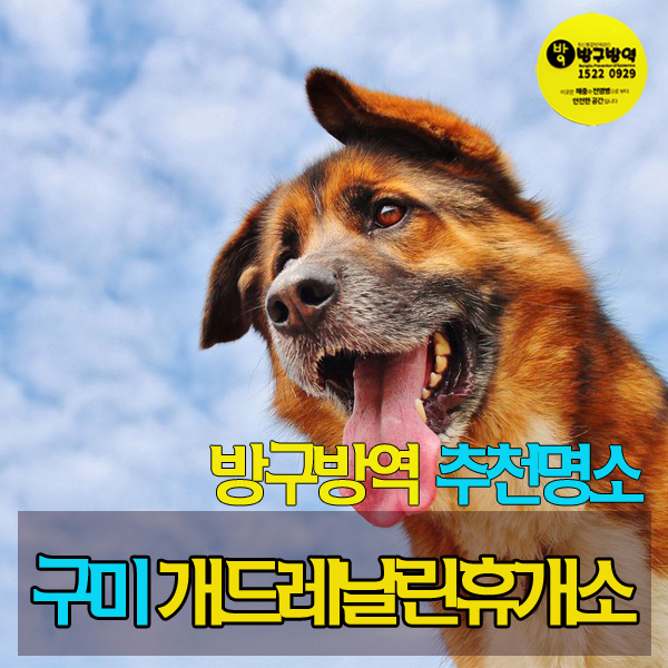 개드레날린휴개소 이미지