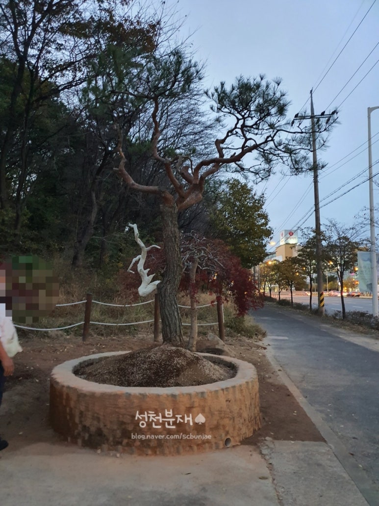 성천분재 이미지