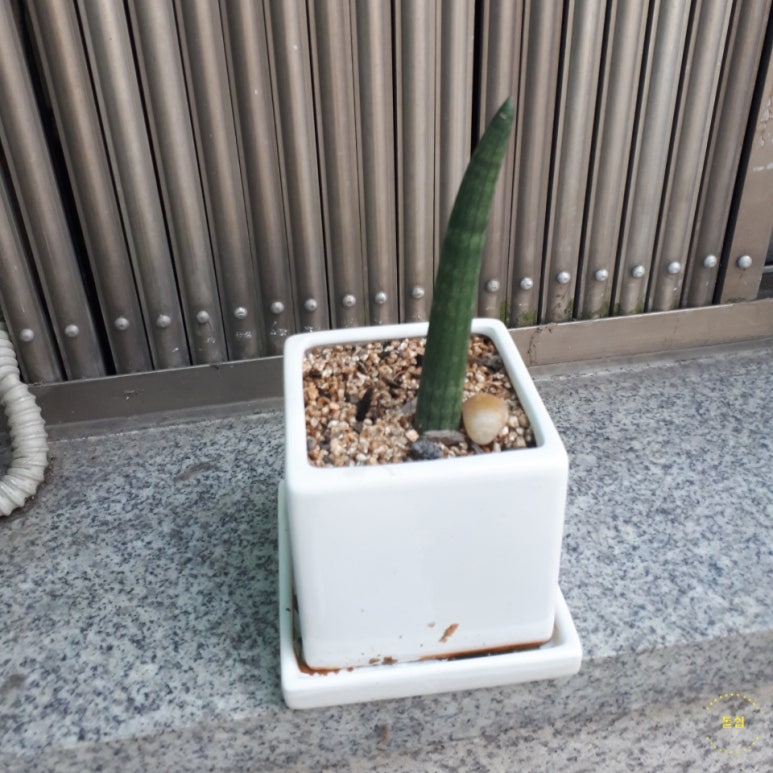 식연 이미지