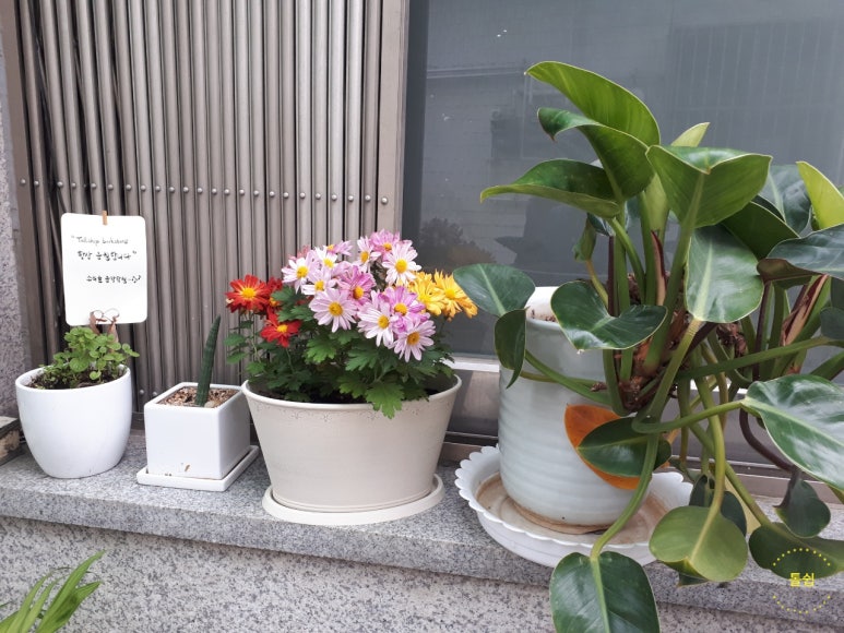 식연 이미지