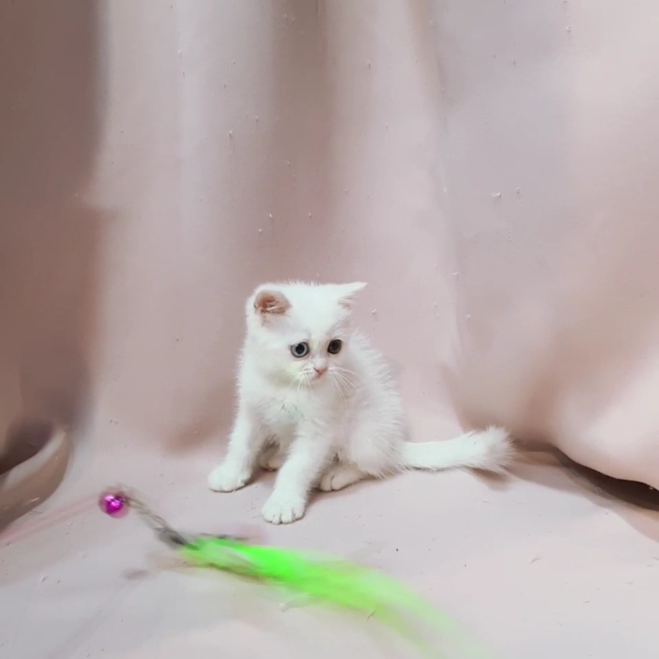 칼리헤어 이미지