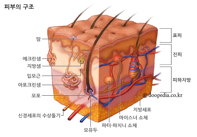 샘이나는피부 이미지