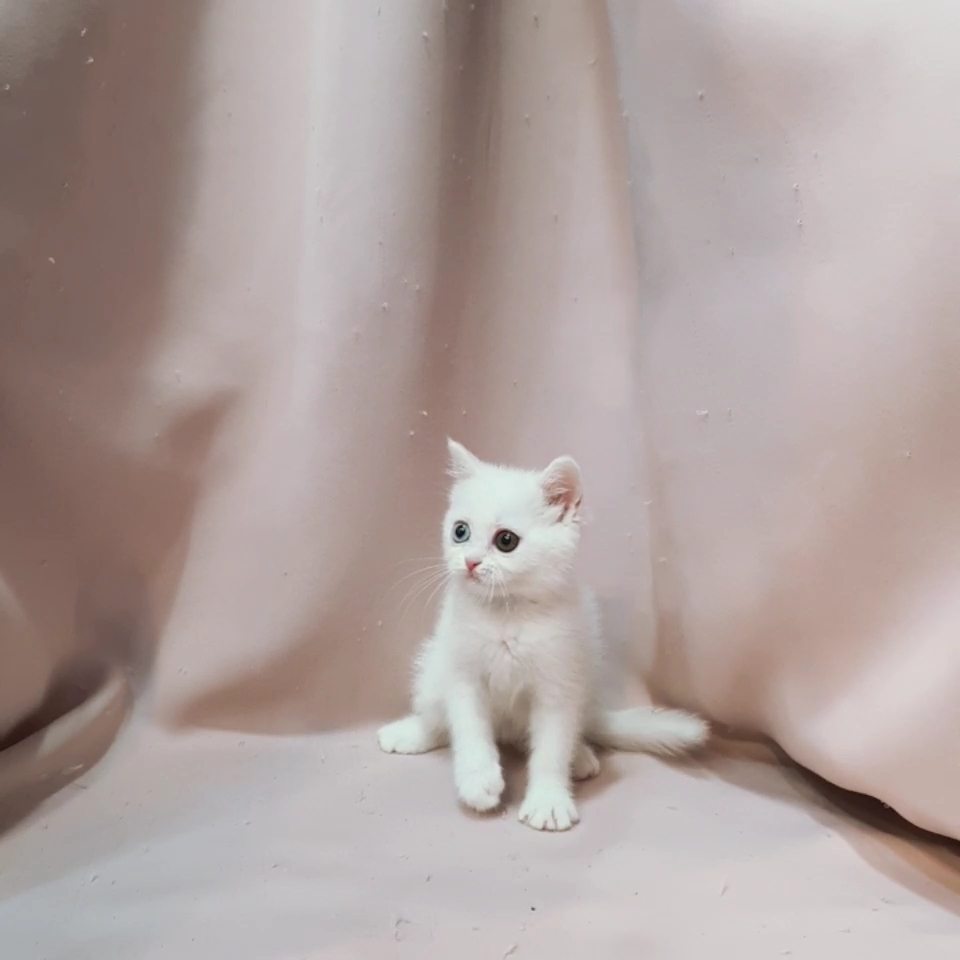 칼리헤어 이미지