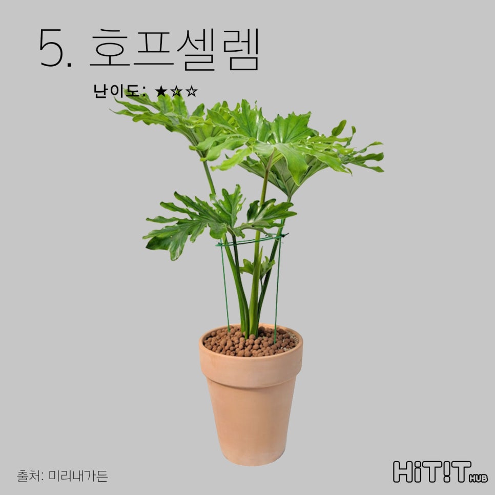 미리내호프 이미지