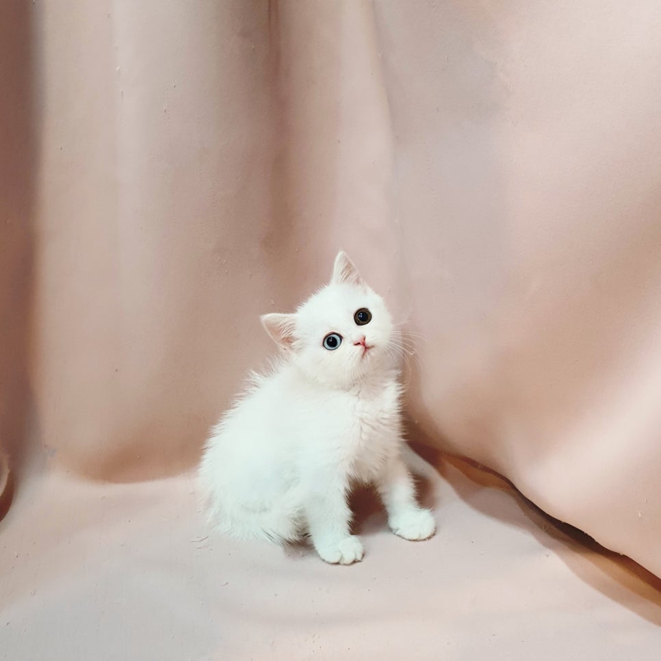 칼리헤어 이미지