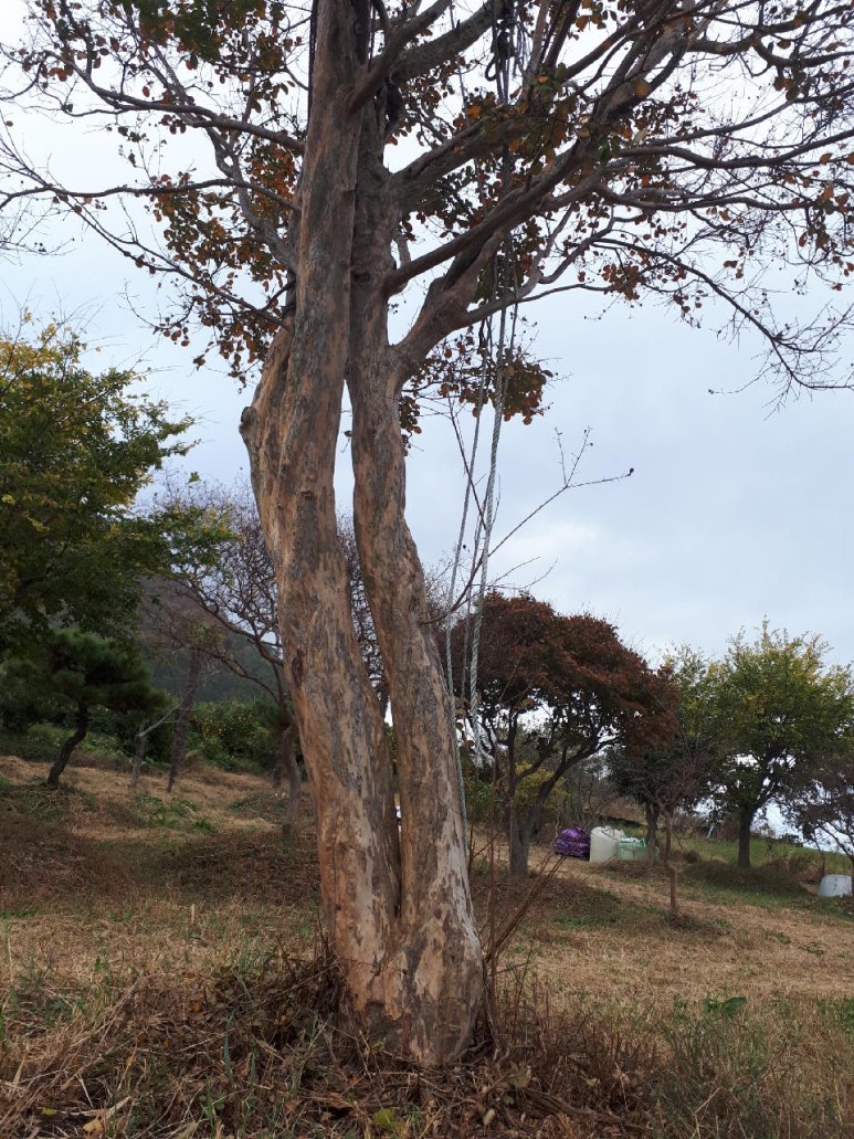 다원조경 이미지