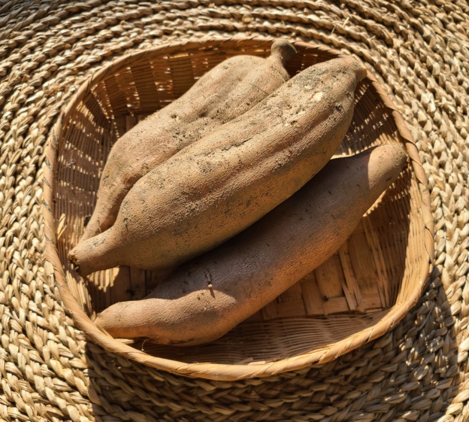 우배배 이미지