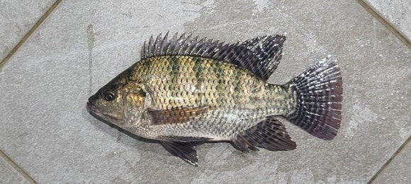 중앙탑민물 이미지