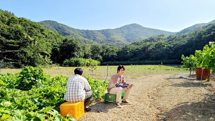 시네마 넝쿨 이미지