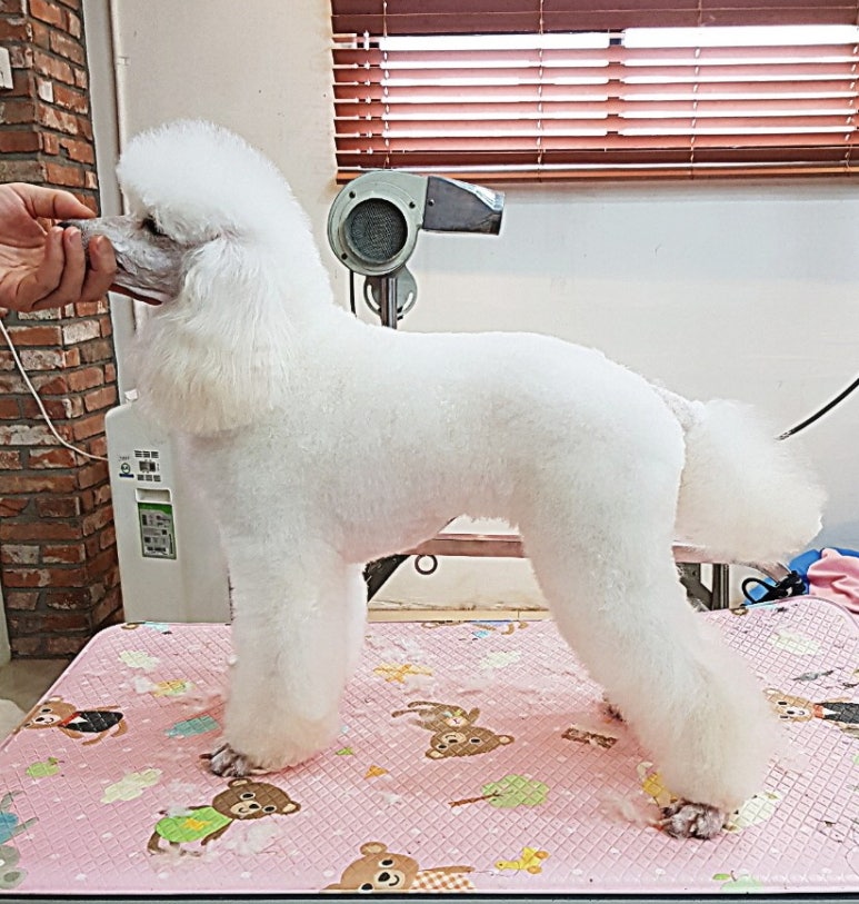 김성균애견미용학원 이미지