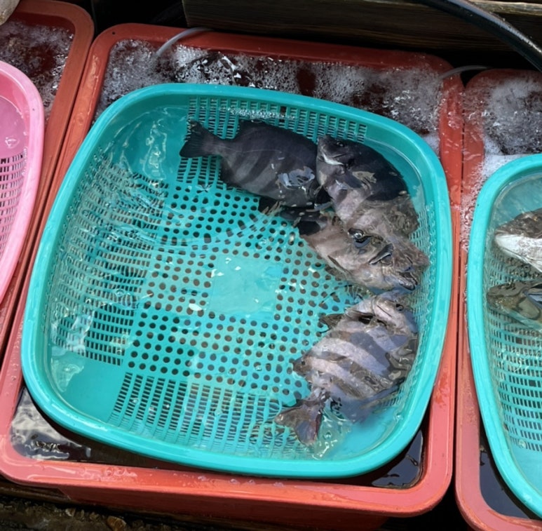 통영서광수산 이미지