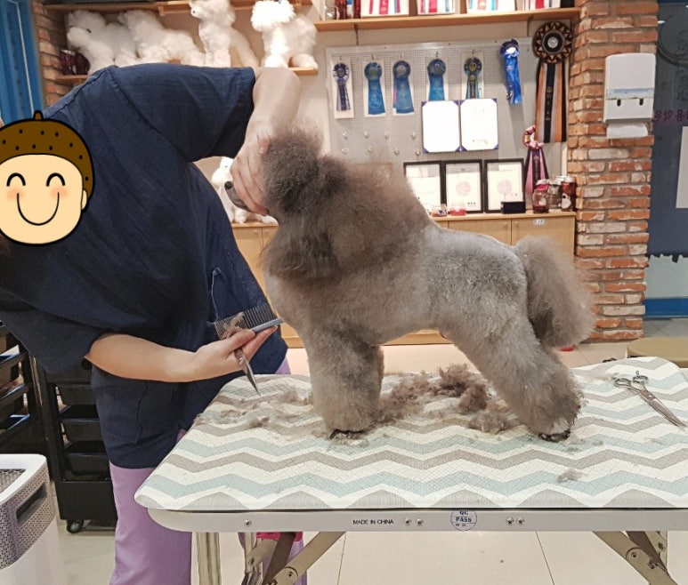 김성균애견미용학원 이미지