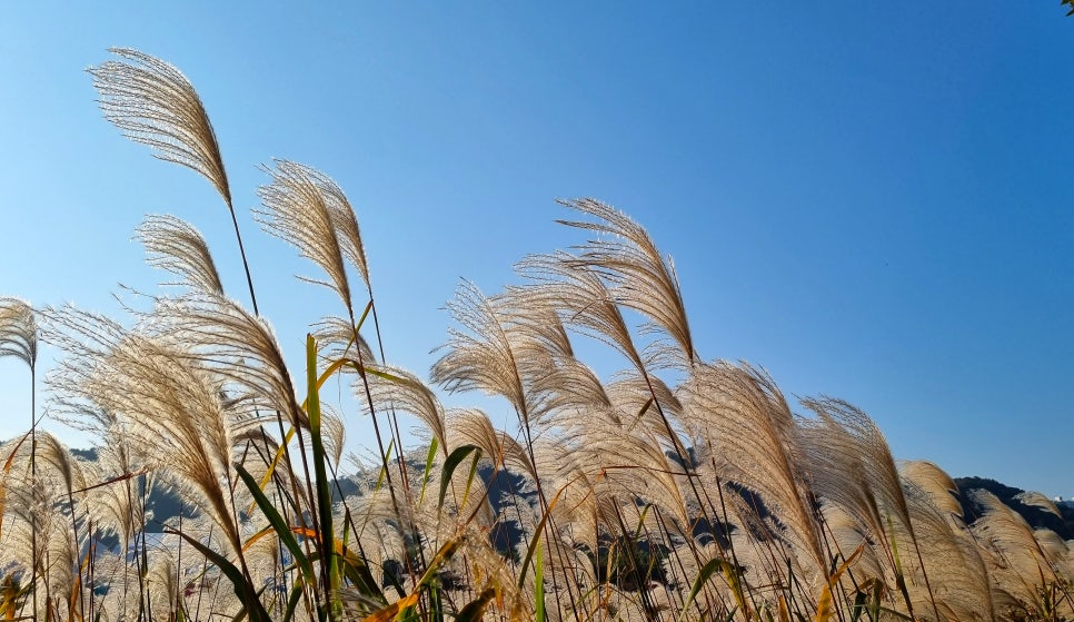 서종주 이미지